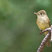 Cordilleran Flycatcher